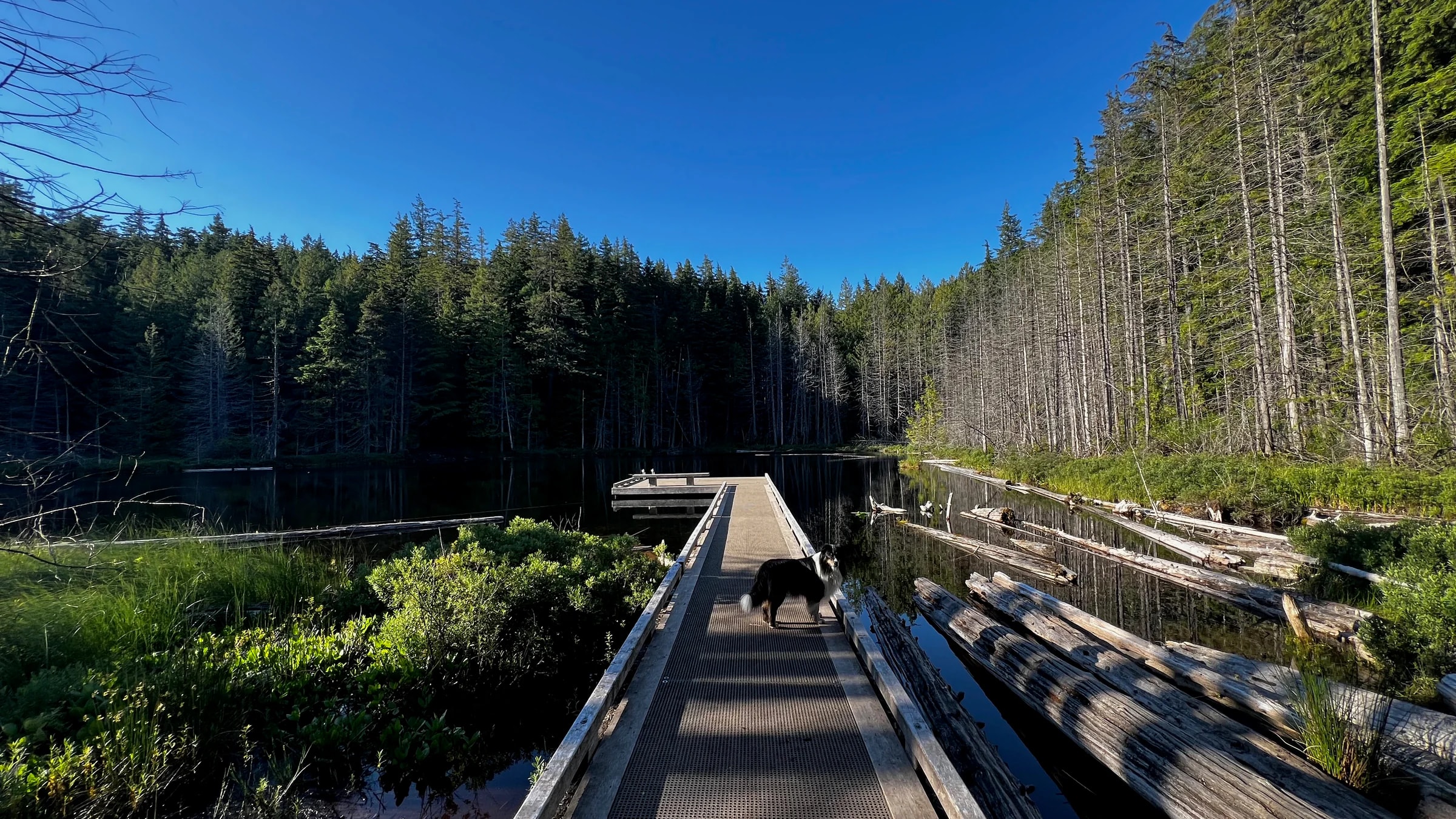 A boardwalk crossing a still forest lake towards the trees